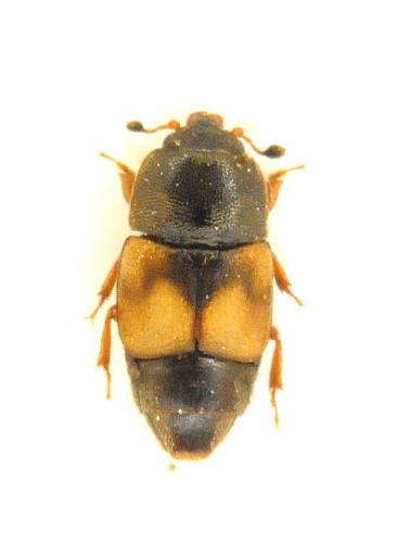 Réf. 237 766 : Carpophilus sp.